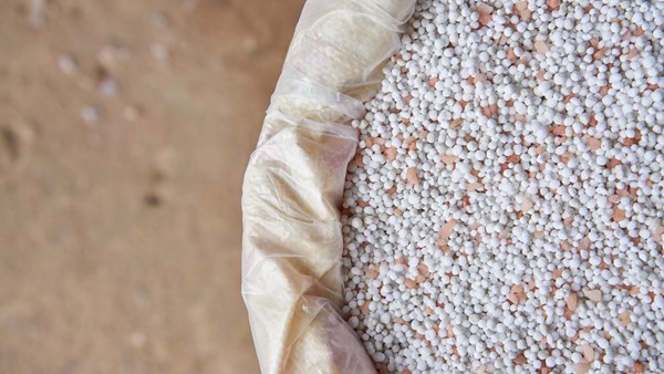 Closeup of chemical fertilizer granules in an open sack